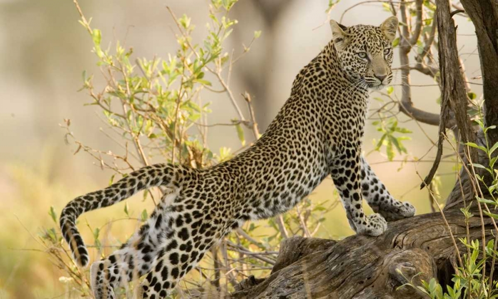 Kenya, Samburu Reserve Leopard stretches in tree